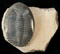 Very Detailed Hollardops Trilobite - Foum Zguid #17820-1